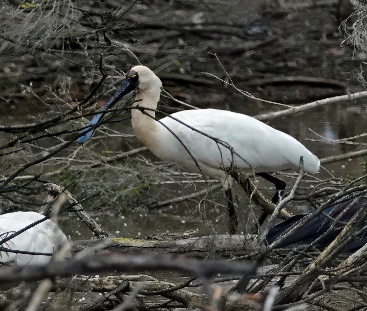 Косар королівський - ML646884588