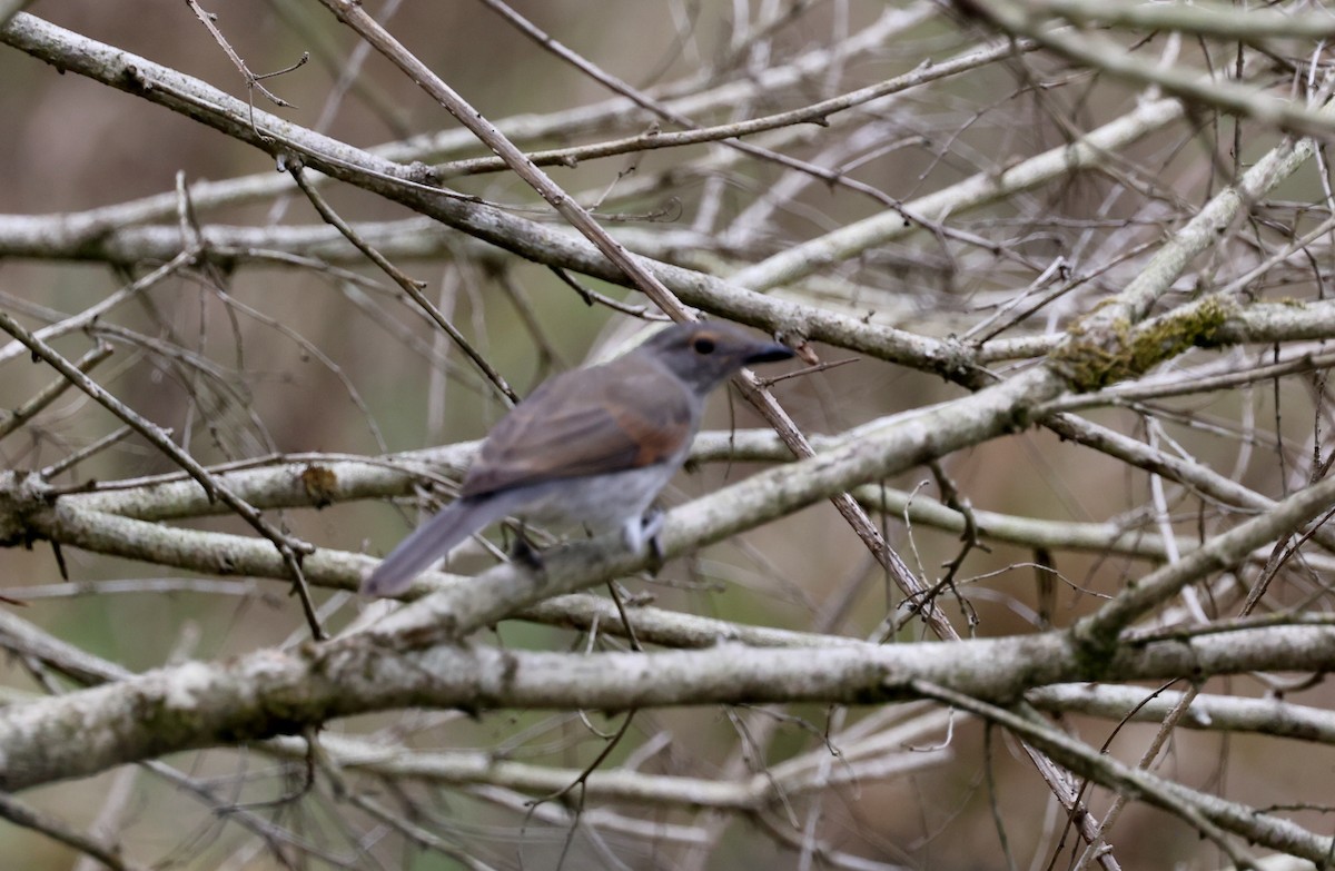 Ядлівчак сірий - ML646884597