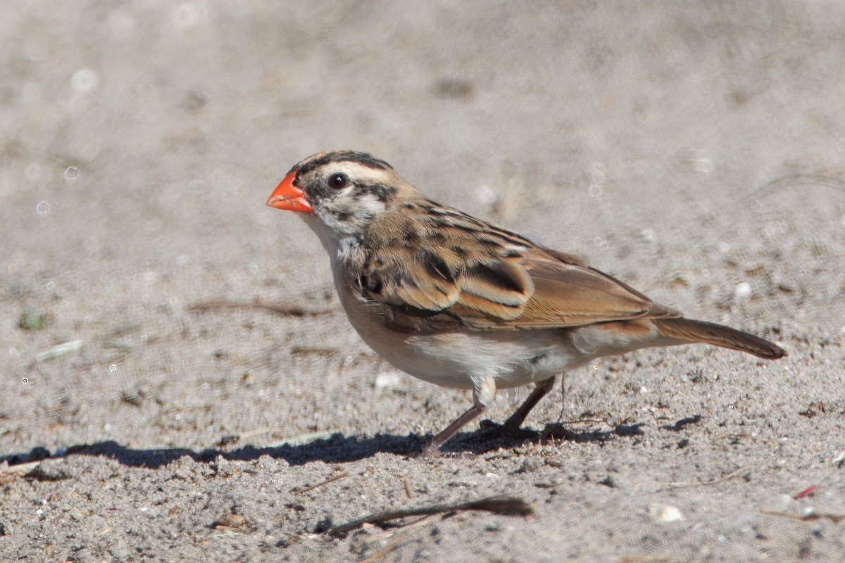 Viuda Colicinta - ML646884598