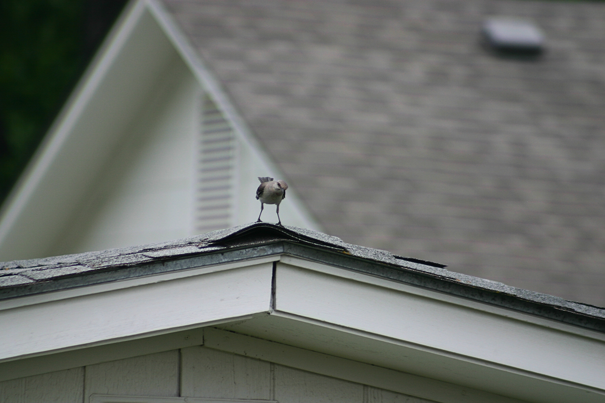 drozdec mnohohlasý - ML646884600