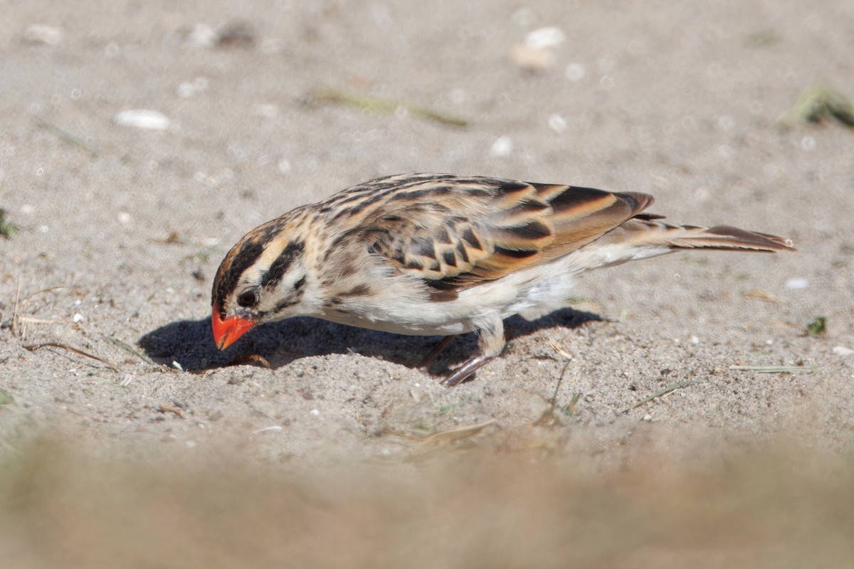 Viuda Colicinta - ML646884602