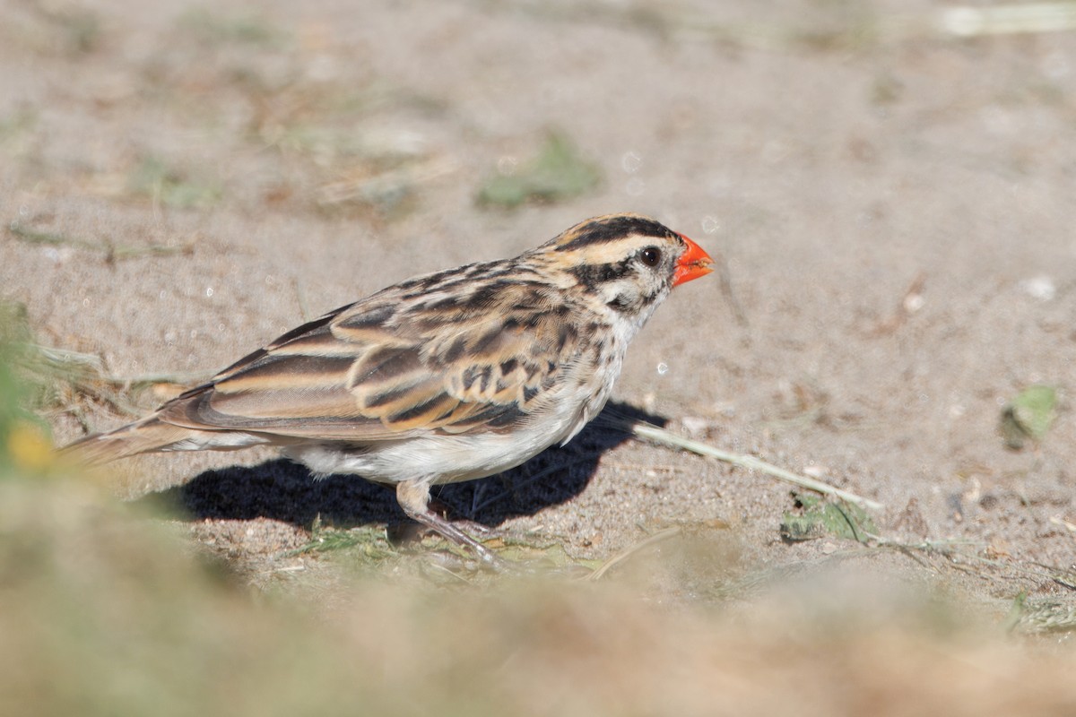 Viuda Colicinta - ML646884603