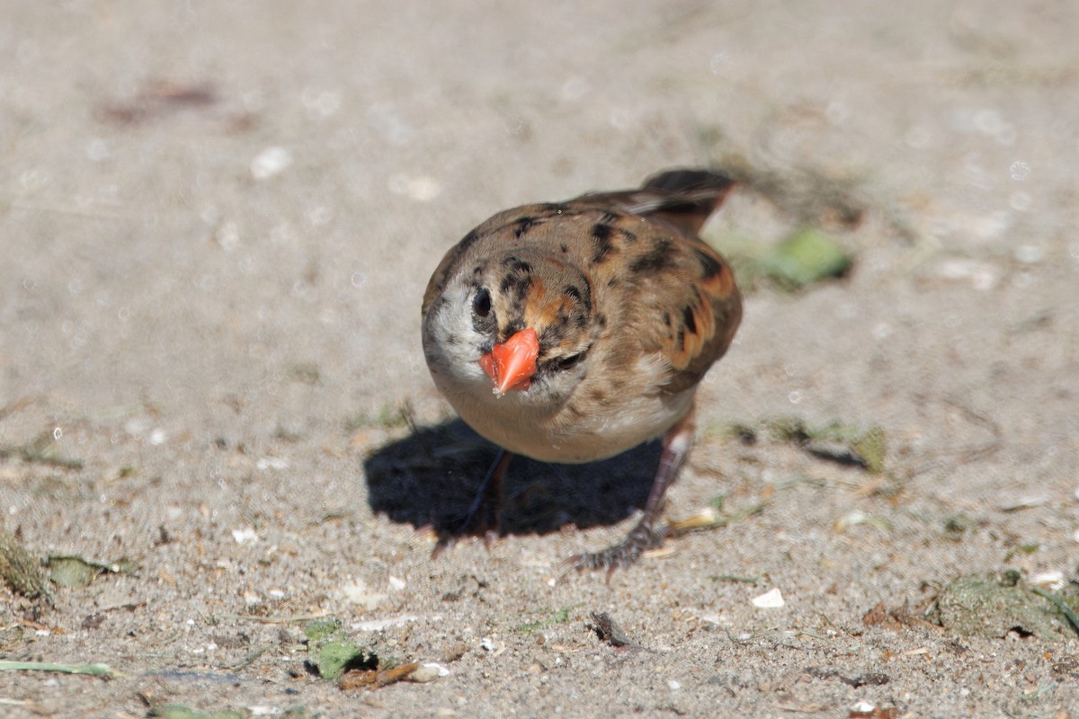 Viuda Colicinta - ML646884604