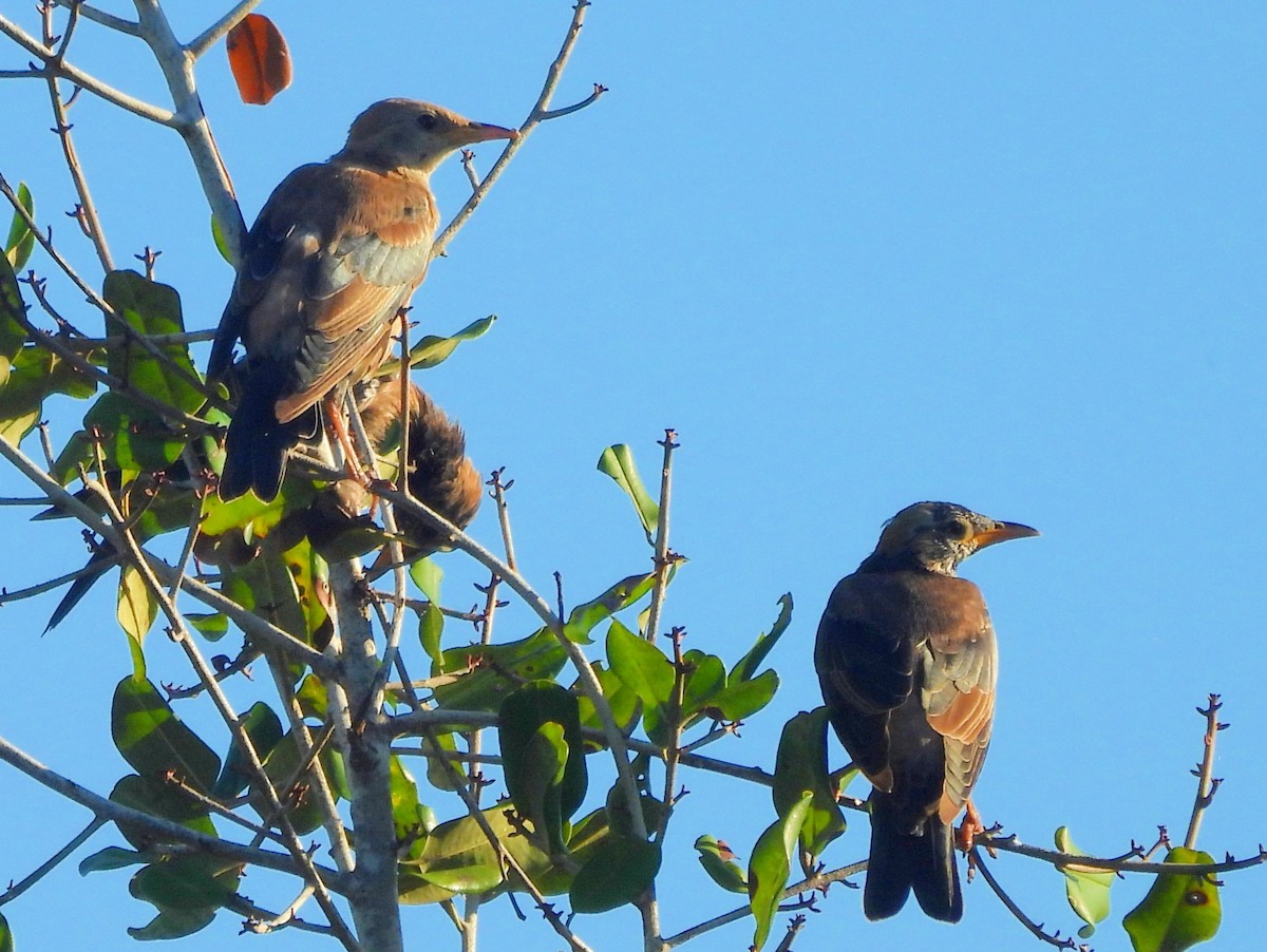 Étourneau roselin - ML646884607