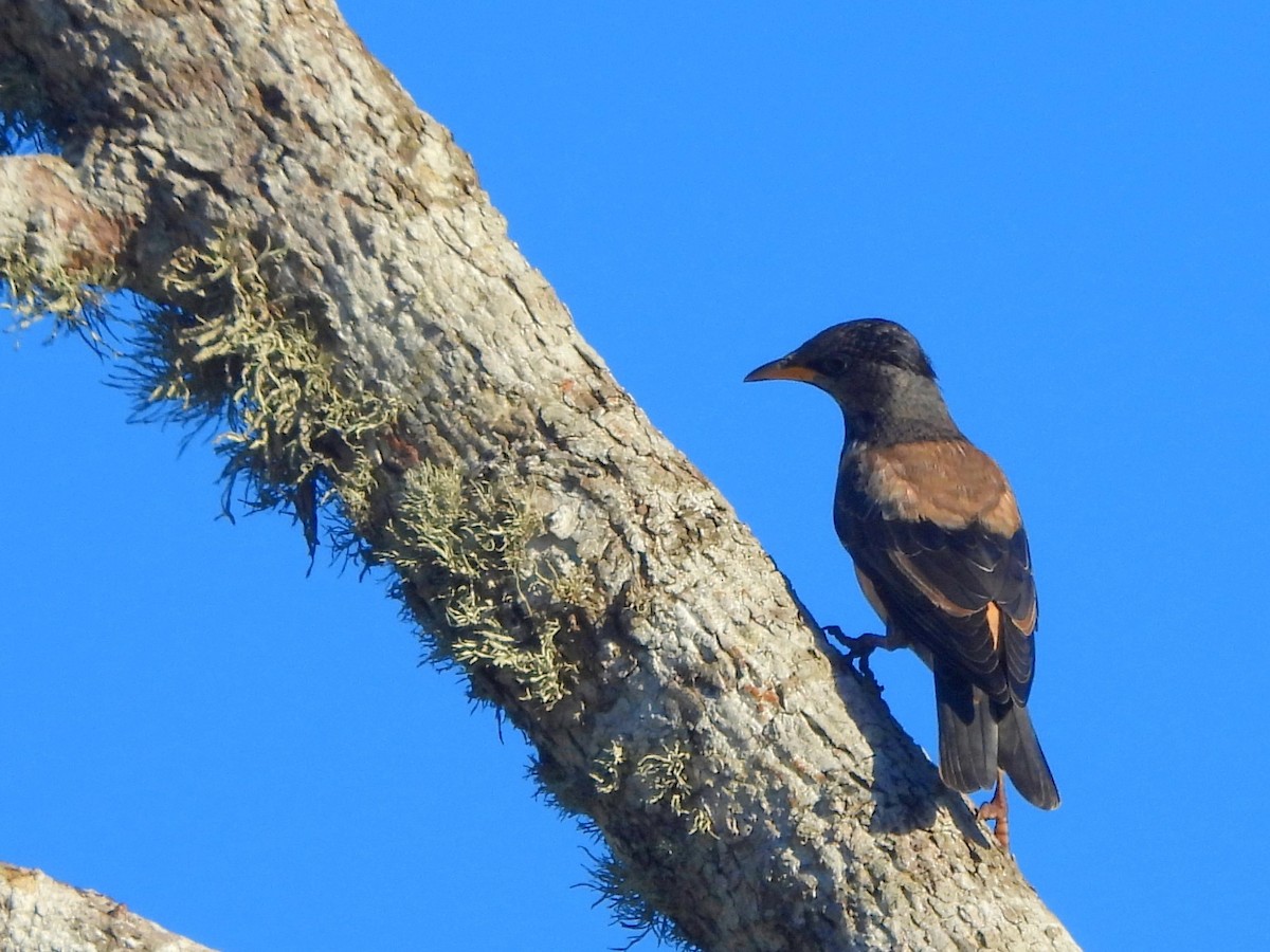 Étourneau roselin - ML646884608
