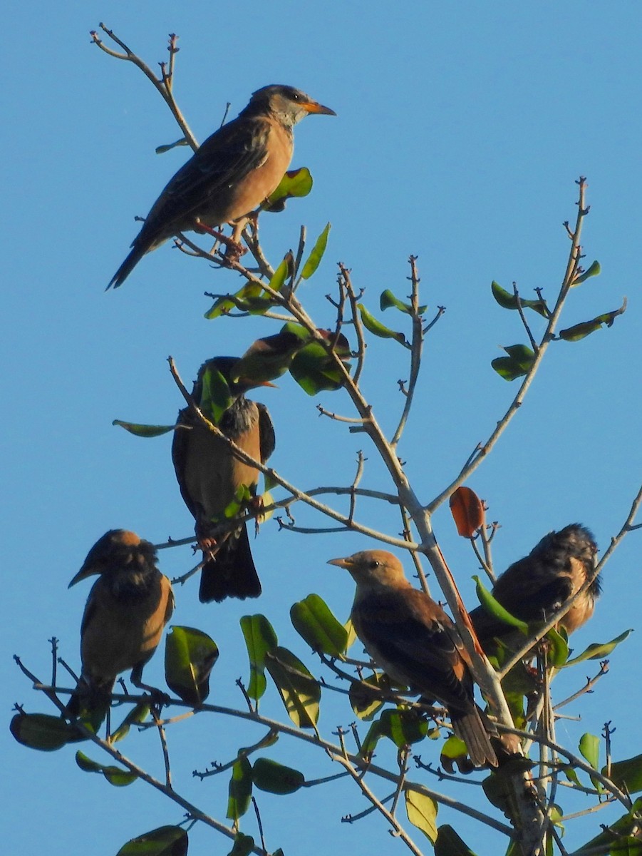 Étourneau roselin - ML646884609