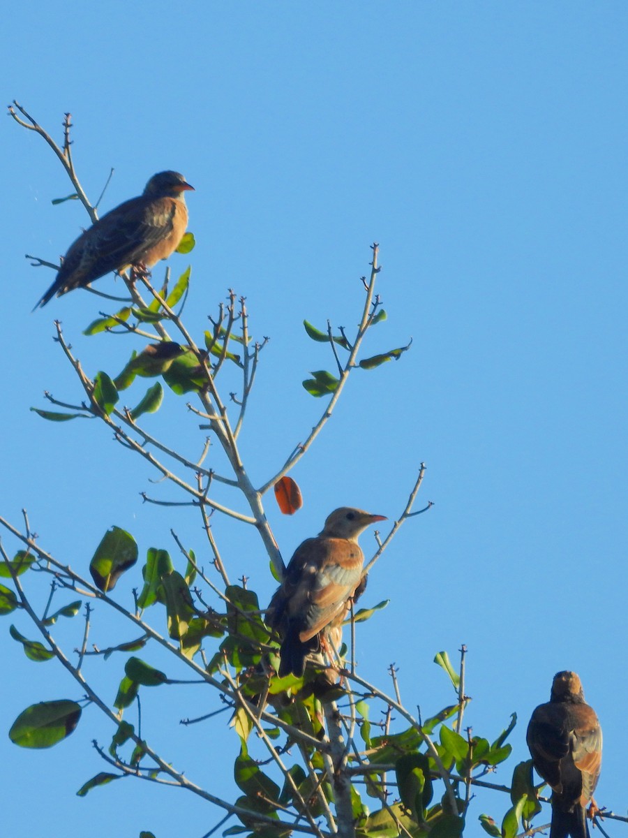 Étourneau roselin - ML646884610