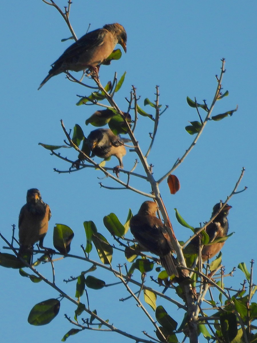 Étourneau roselin - ML646884611