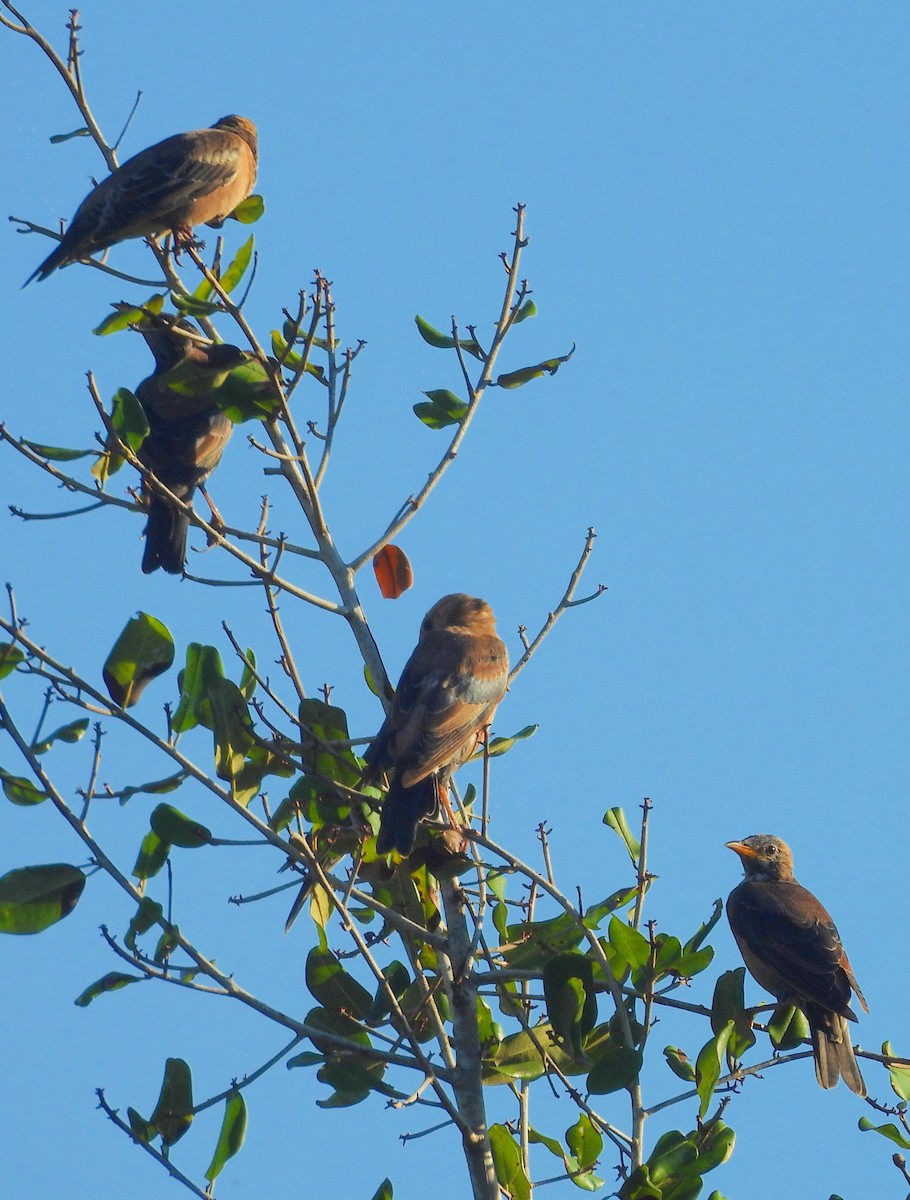 Étourneau roselin - ML646884612