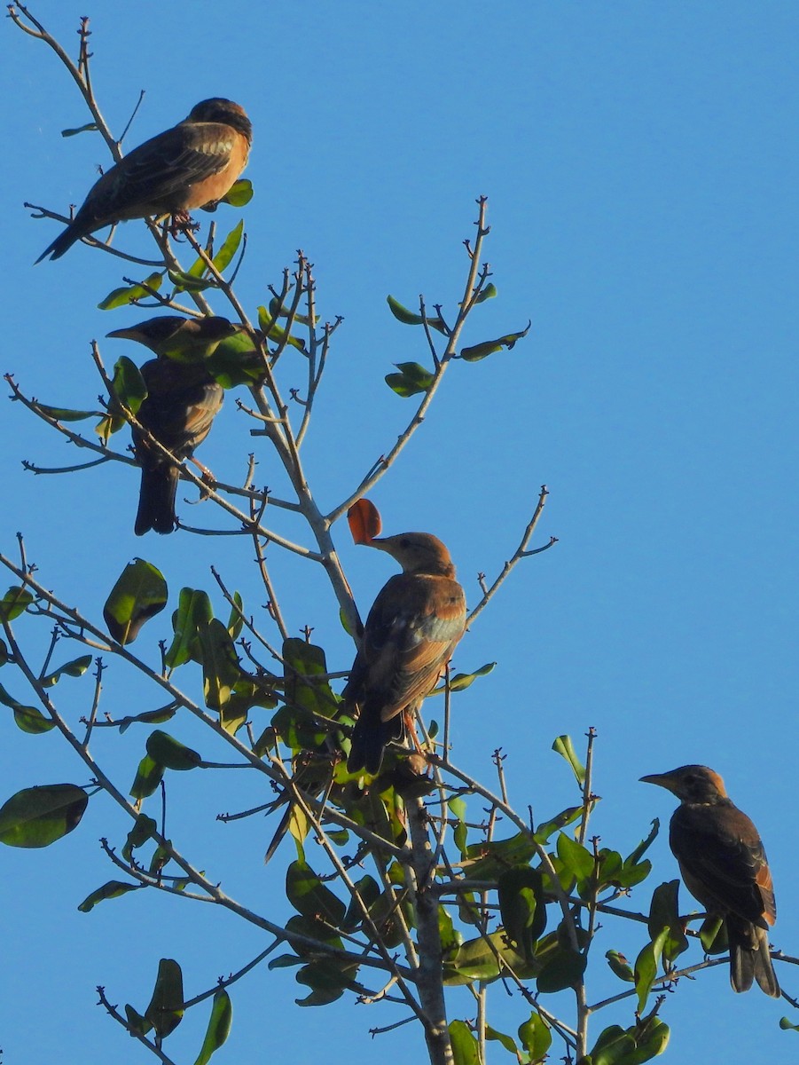 Étourneau roselin - ML646884613