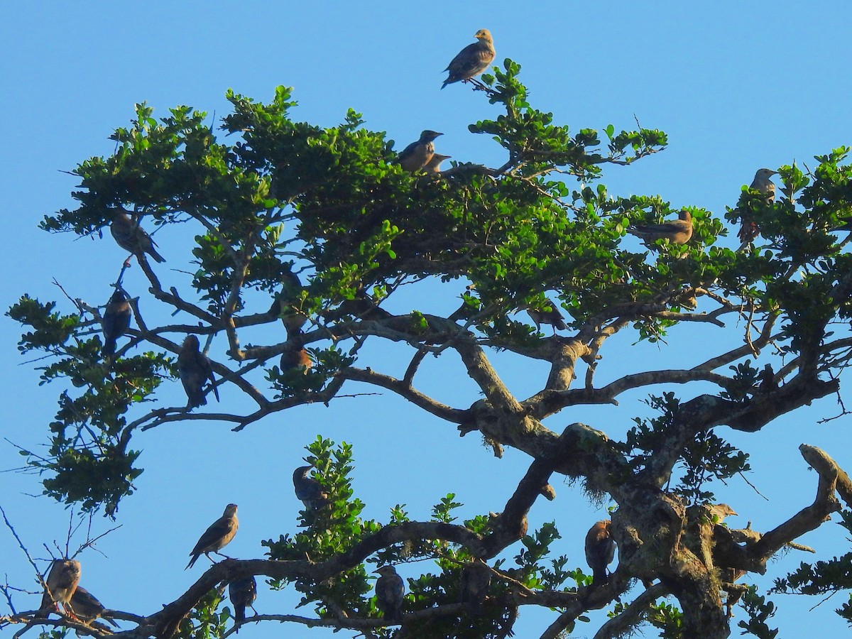 Étourneau roselin - ML646884614