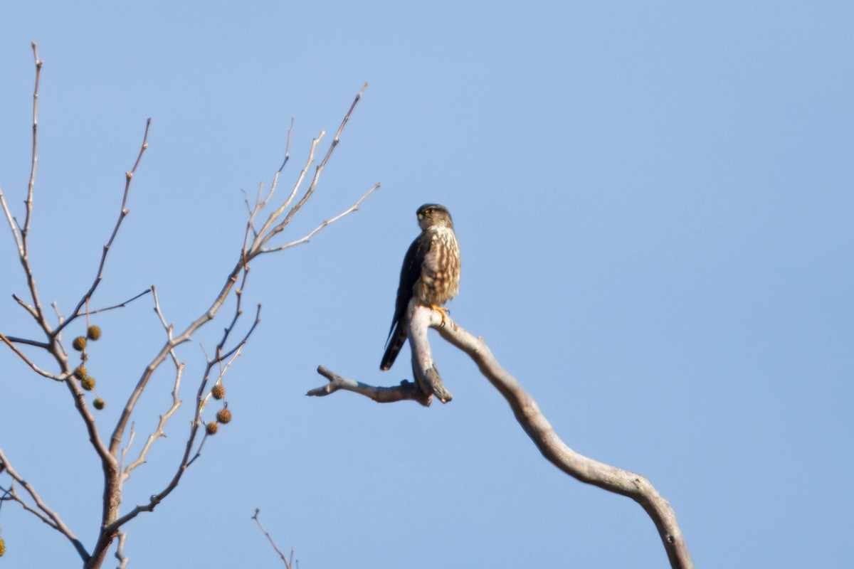 Esmerejón - ML646884615