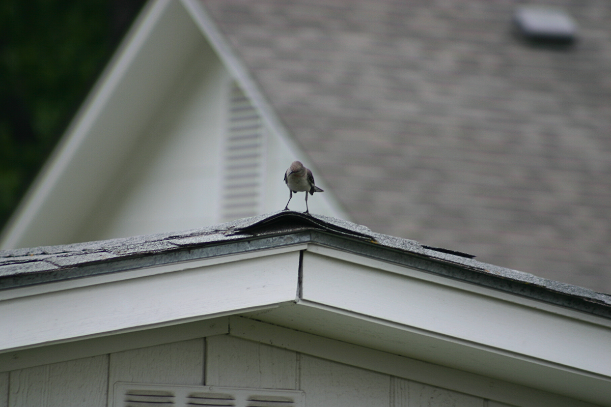 drozdec mnohohlasý - ML646884617