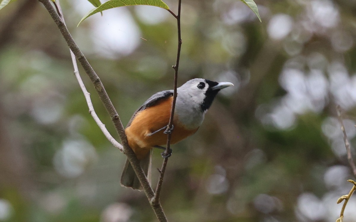 Монарх масковий - ML646884618