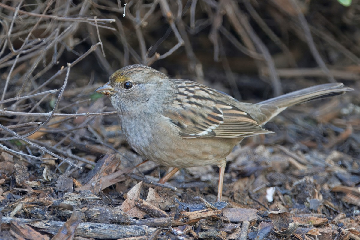 Chingolo Coronidorado - ML646884619