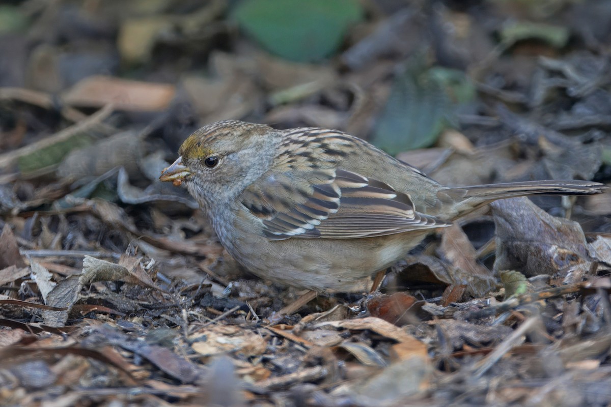 Chingolo Coronidorado - ML646884621