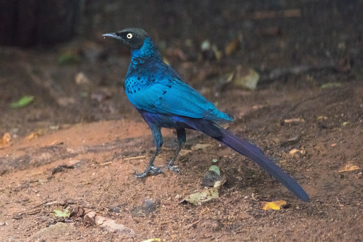 Long-tailed Glossy Starling - ML646884622