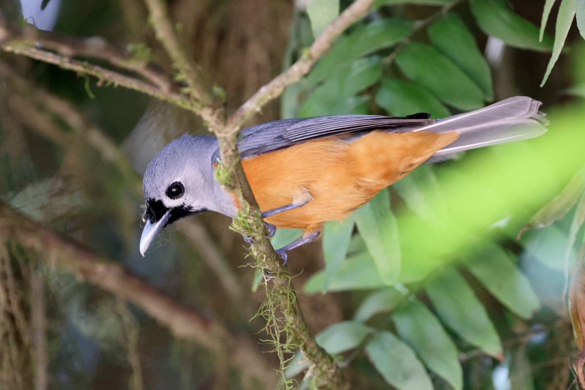 Монарх масковий - ML646884623