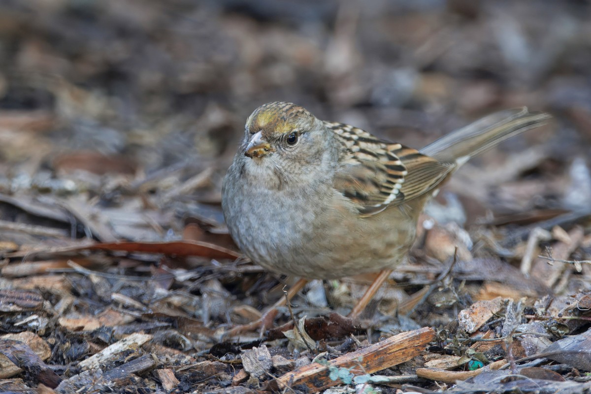 Chingolo Coronidorado - ML646884624