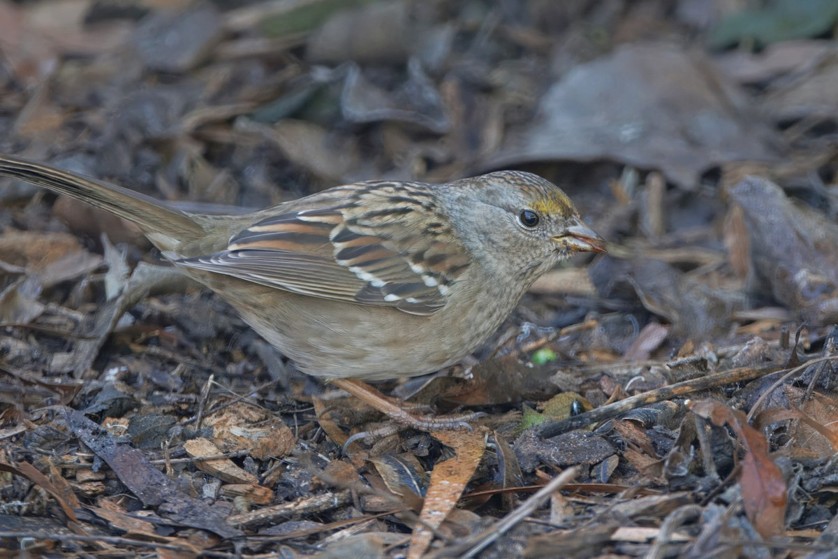 Chingolo Coronidorado - ML646884625