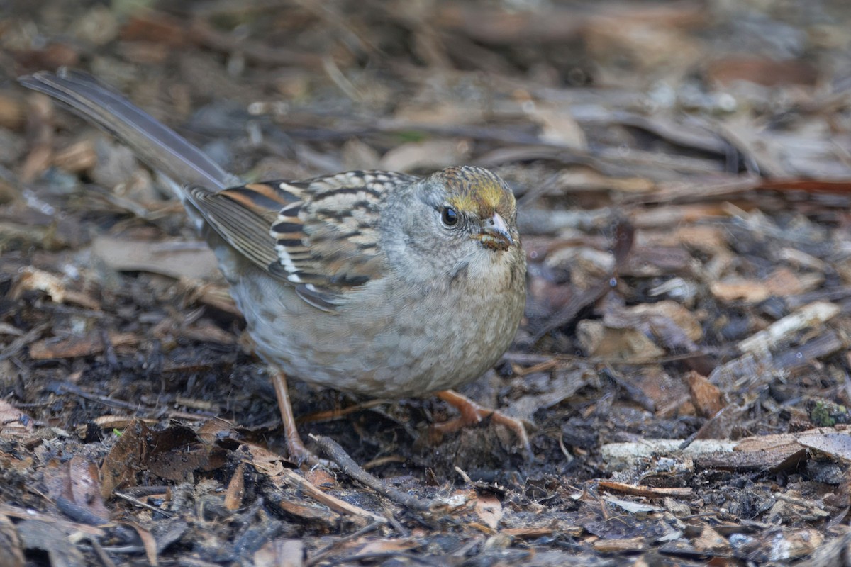 Chingolo Coronidorado - ML646884626