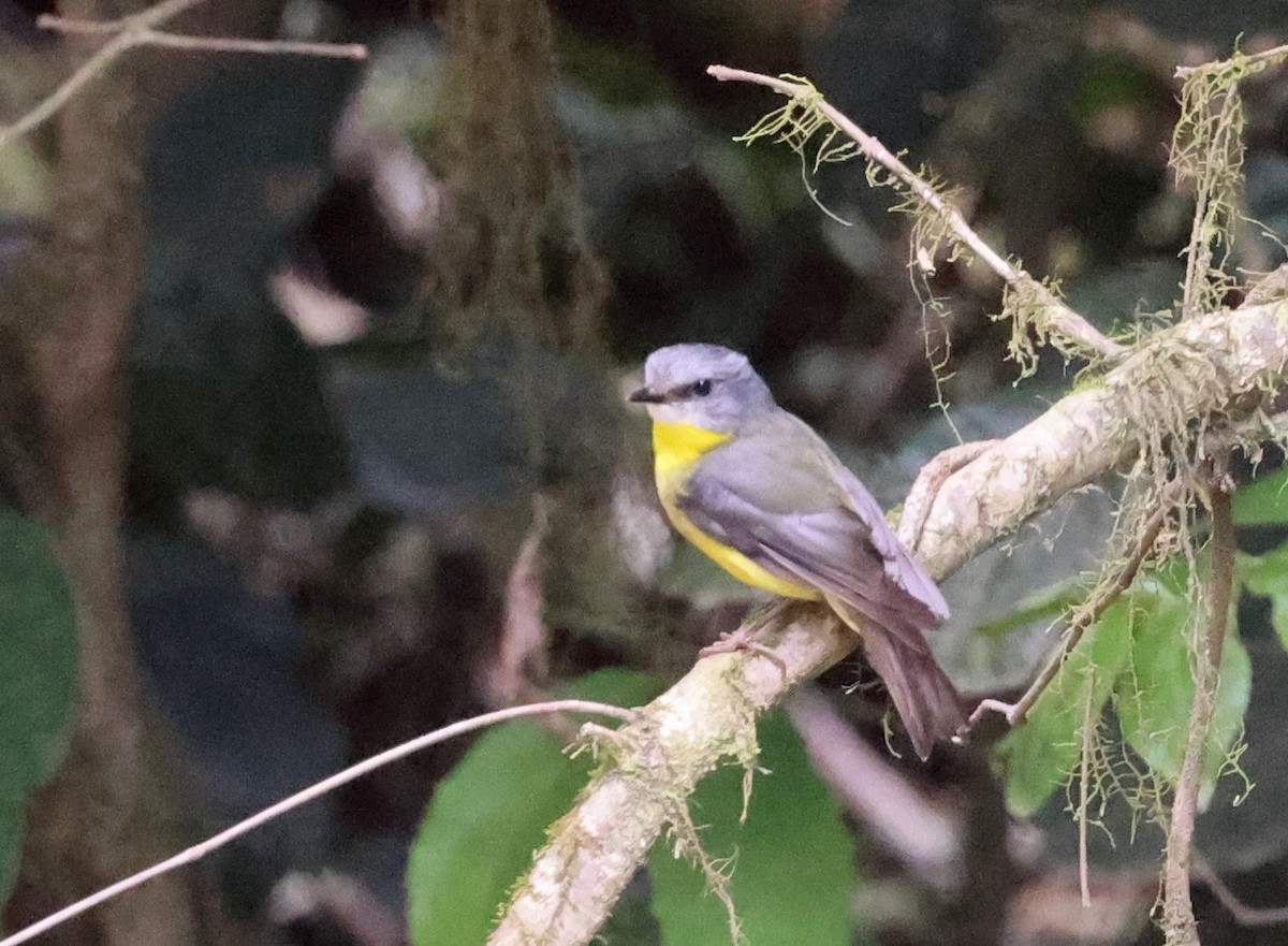 Eastern Yellow Robin - ML646884630