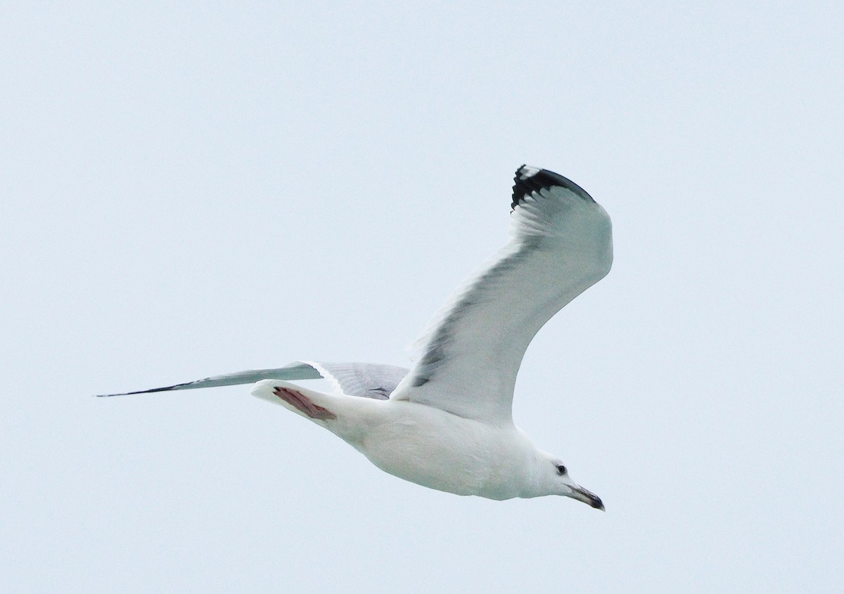 Slender-billed Gull - ML646884632