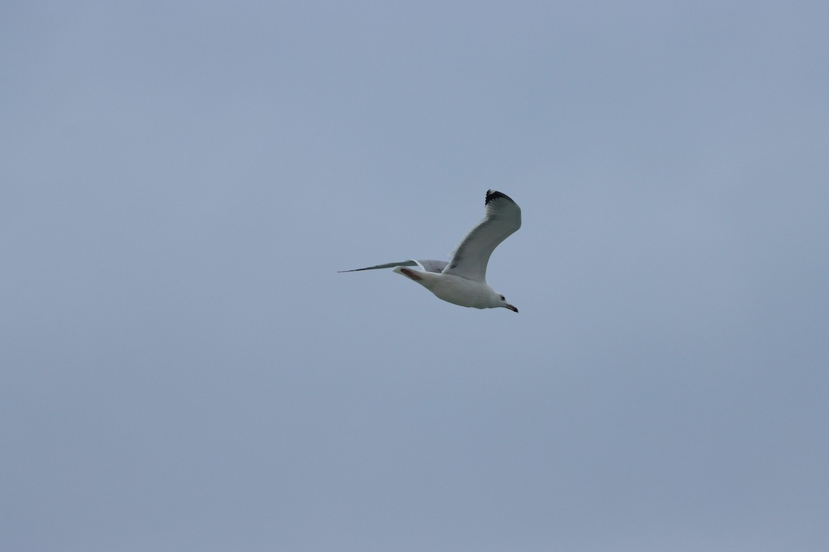 Slender-billed Gull - ML646884633