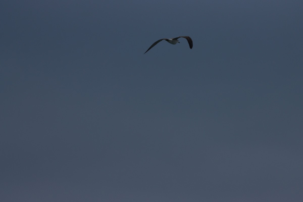 Slender-billed Gull - ML646884634