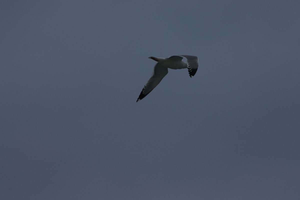 Slender-billed Gull - ML646884635