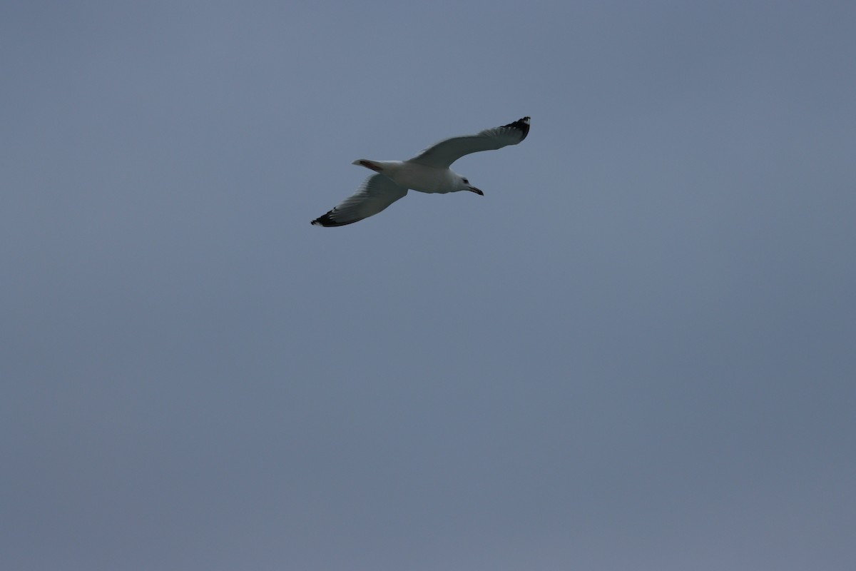 Slender-billed Gull - ML646884636