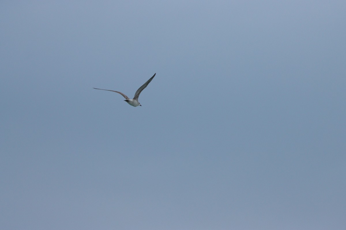 Slender-billed Gull - ML646884637
