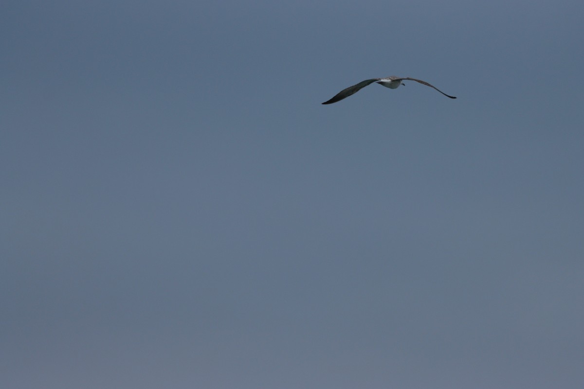 Slender-billed Gull - ML646884638