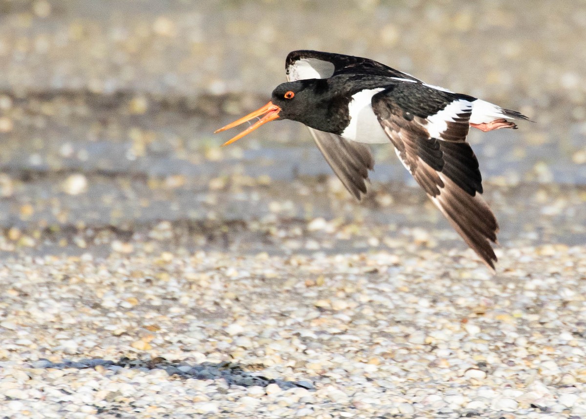 South Island Oystercatcher - ML646884645