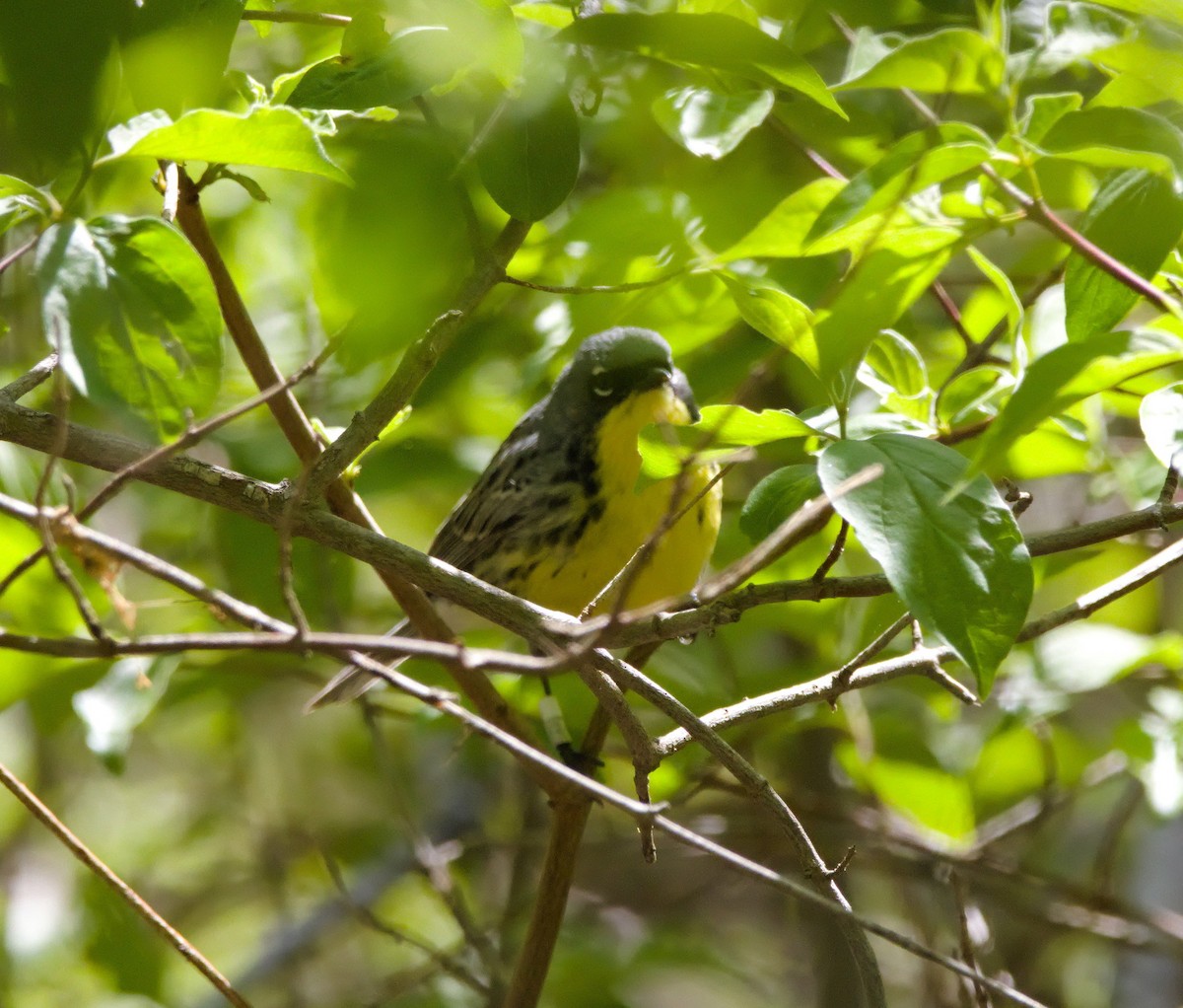 Kirtland's Warbler - ML646884652