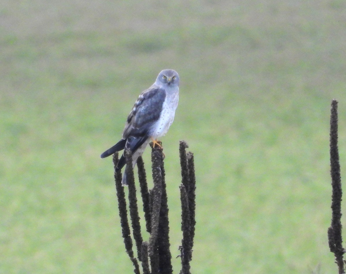 Northern Harrier - ML646884653