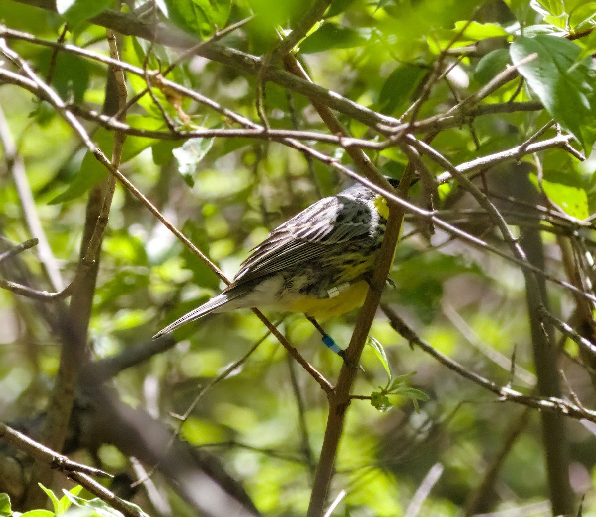 Kirtland's Warbler - ML646884654