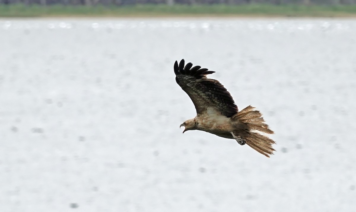 Коршун-свистун - ML646884655