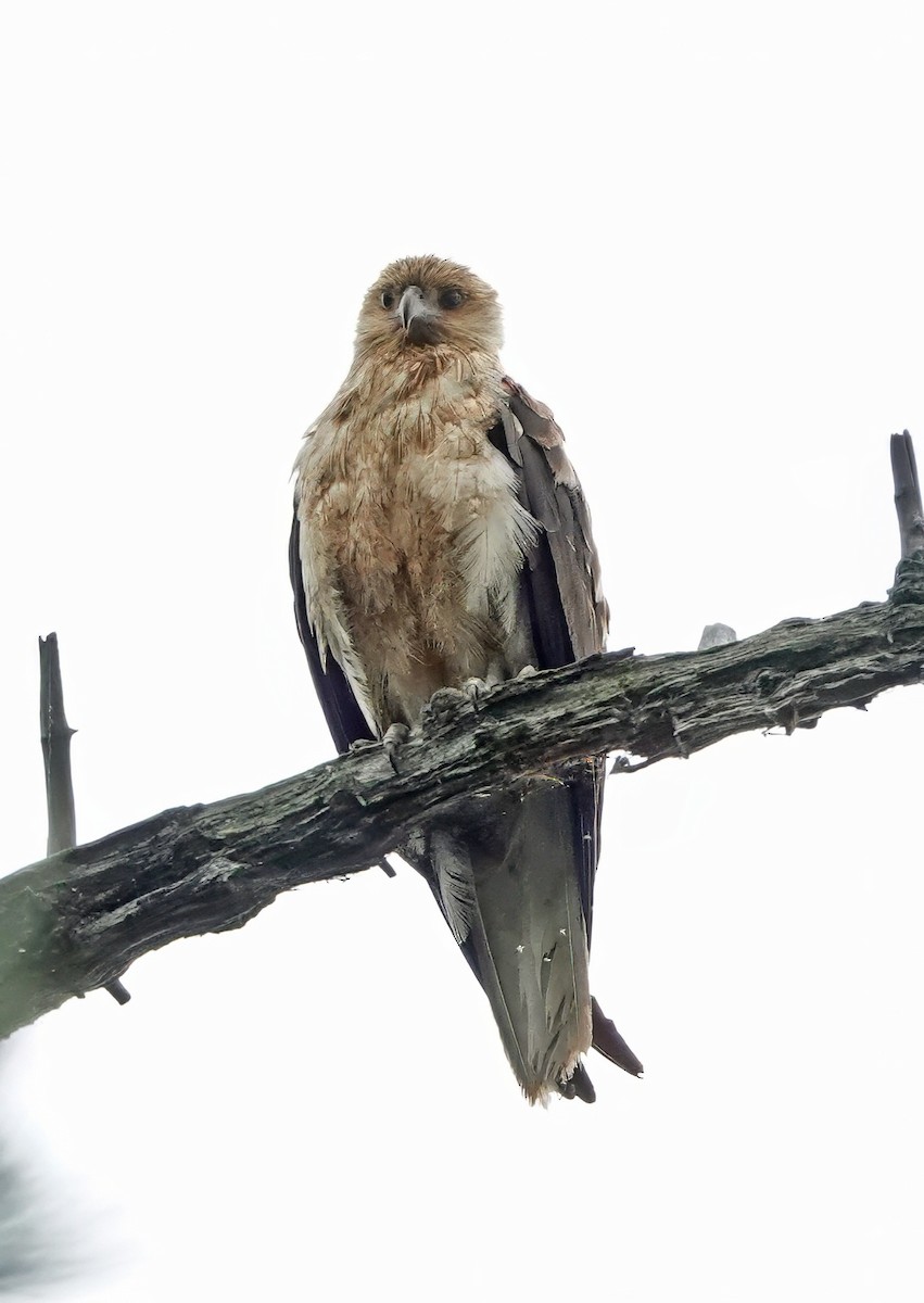 Коршун-свистун - ML646884656