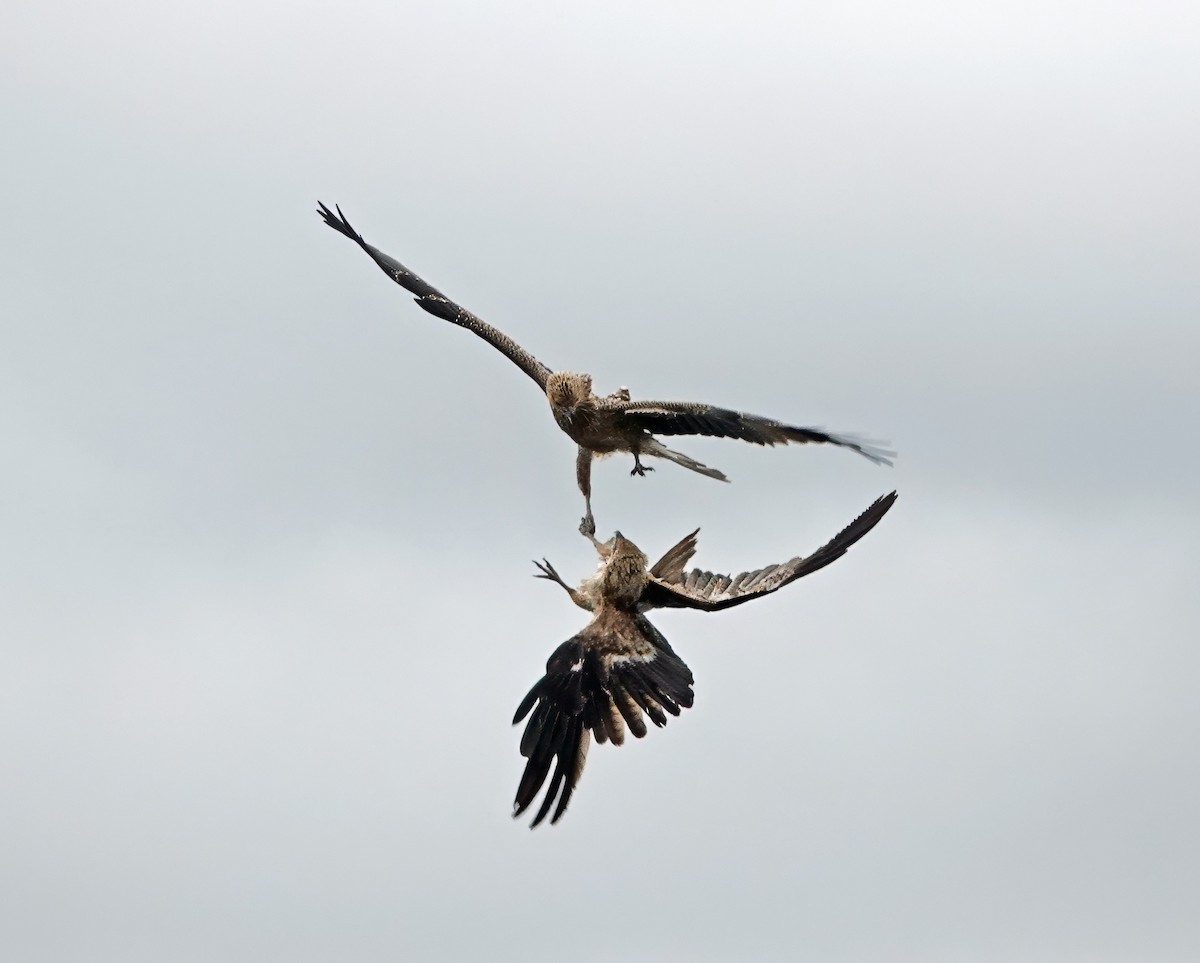 Коршун-свистун - ML646884658