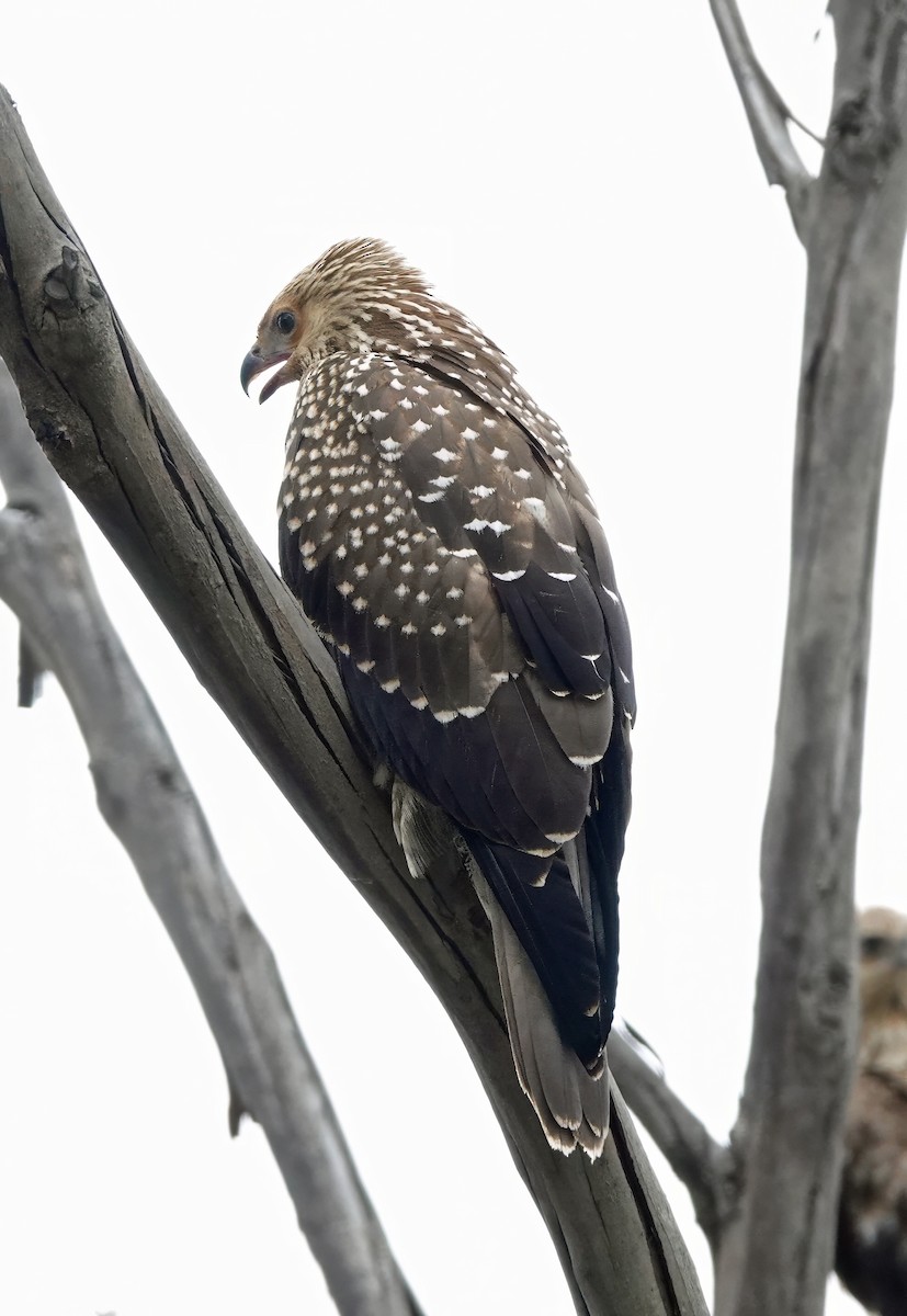 Коршун-свистун - ML646884659