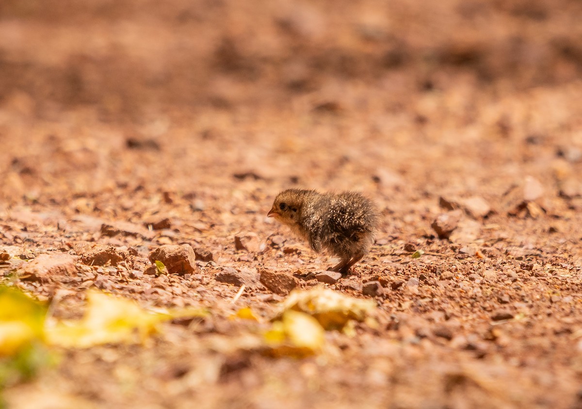 Перепілка бура - ML646884660