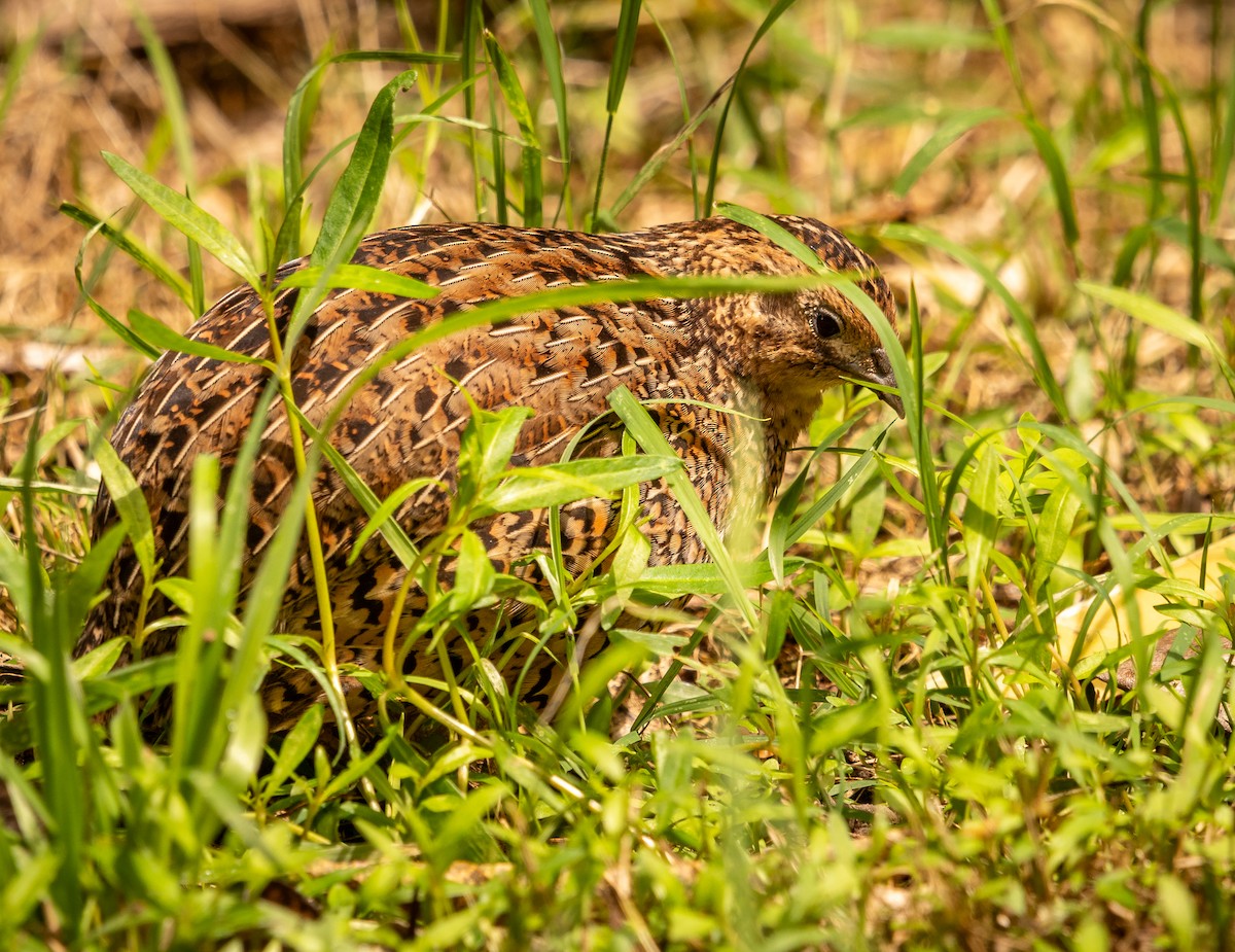 Перепілка бура - ML646884661