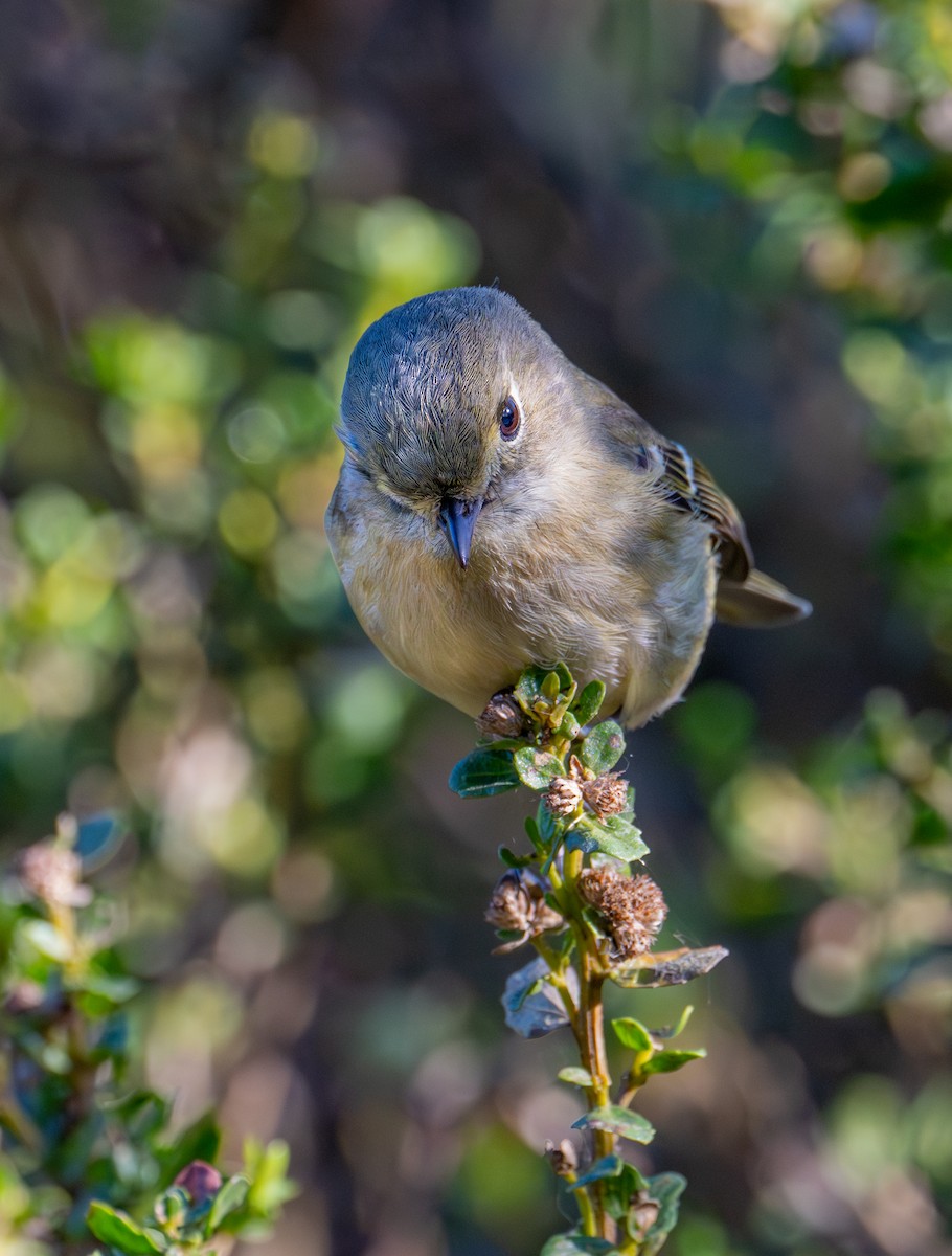 Короткоклювый виреон - ML646884662