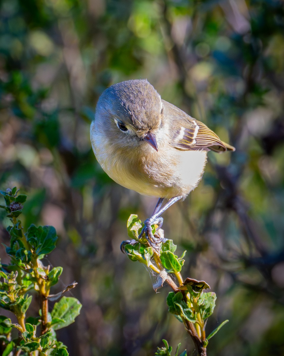 Короткоклювый виреон - ML646884663
