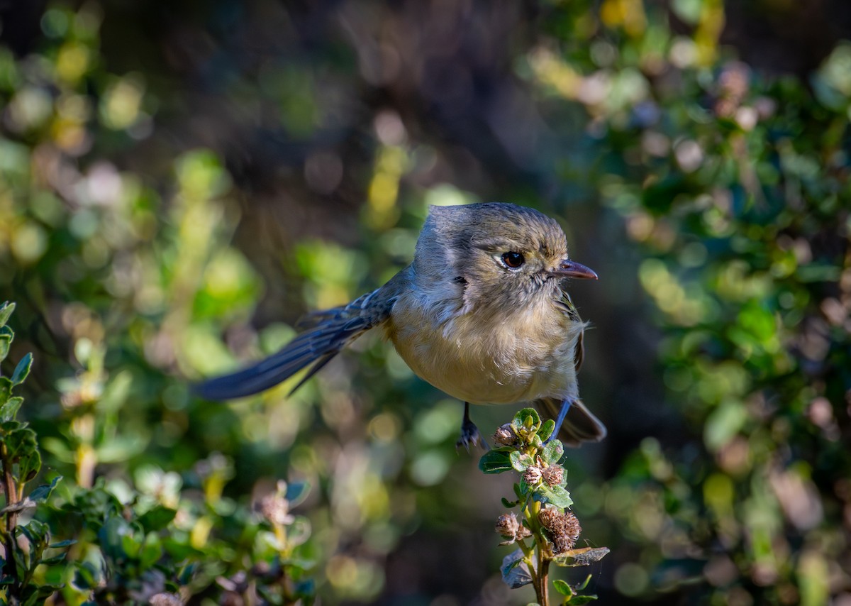 Короткоклювый виреон - ML646884664