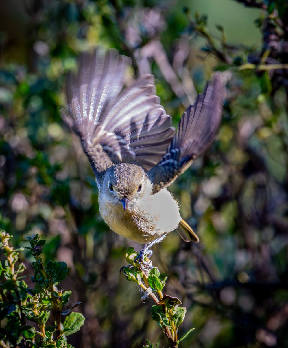 Короткоклювый виреон - ML646884665