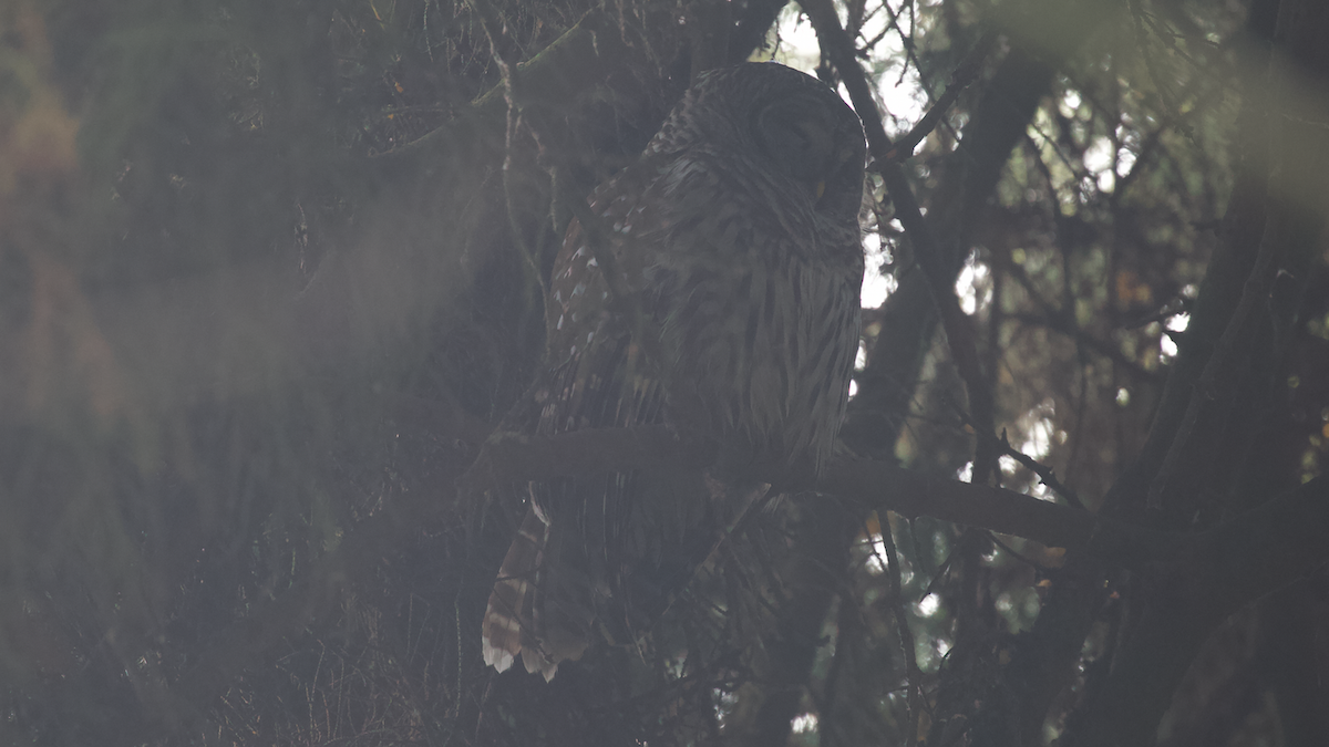 høvdingugle - ML646884675