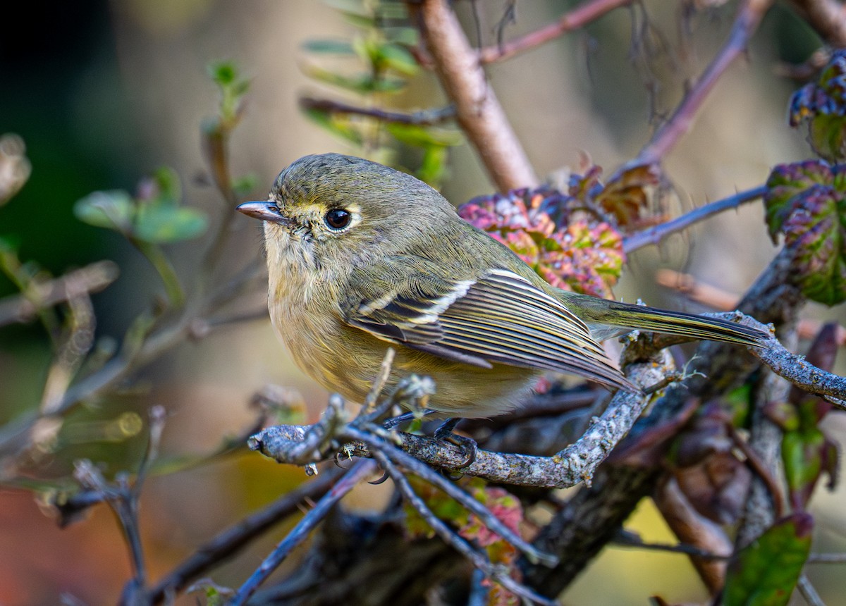 Короткоклювый виреон - ML646884676