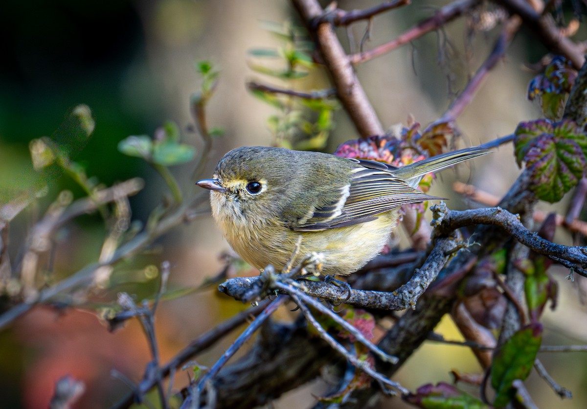 Короткоклювый виреон - ML646884677